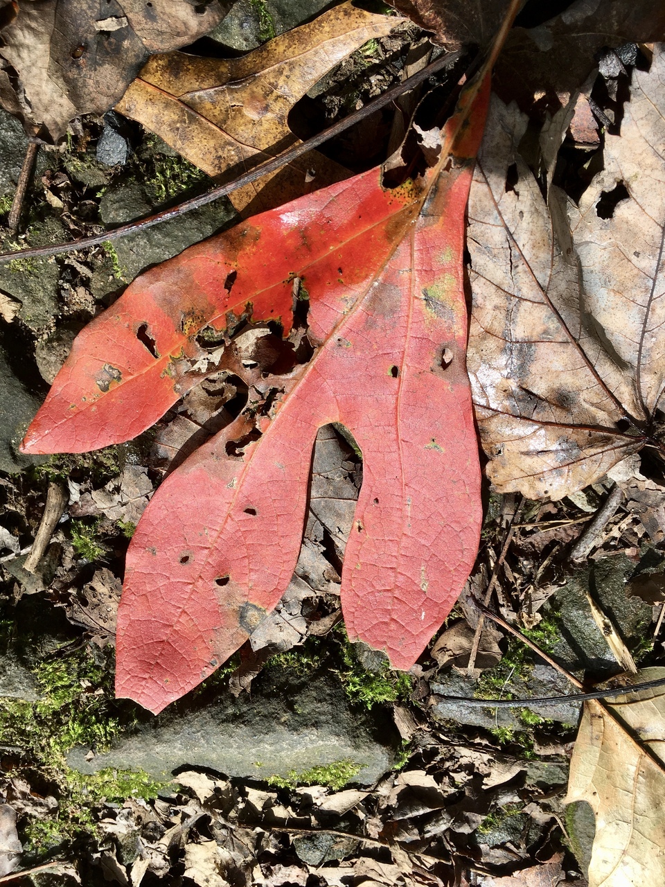 Red leaf.